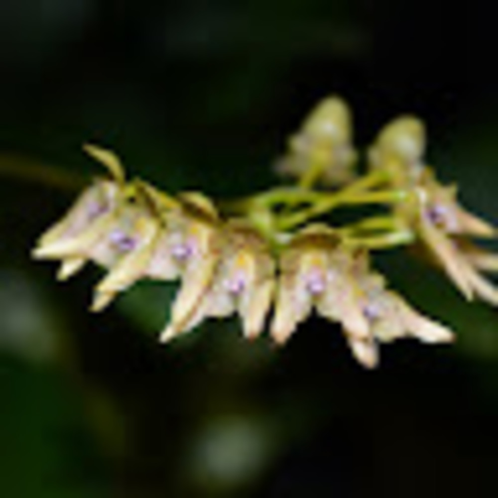 Meet your Posher, Orchideya - Picture 1 of 1